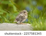 Spotted flycatcher (Muscicapa striata) chick, baby bird in a UK garden in summer