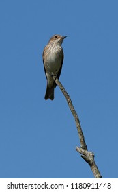 Spotted flycatcher (Muscicapa striata) in its natural habitat in Denmark