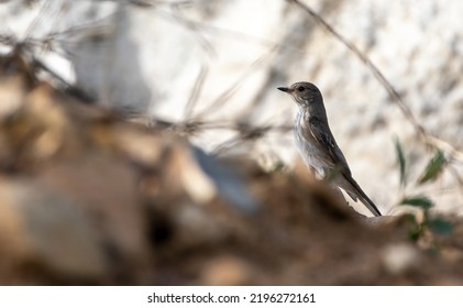 Spotted flycatcher The spotted flycatcher (Muscicapa striata) perching on mesh