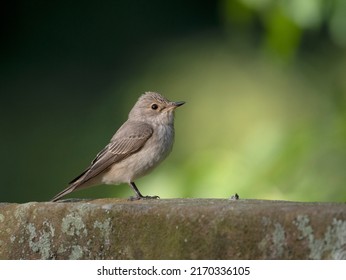 Spotted Flycatcher, Muscicapa Striata, Single Bird On Gravestone, Staffordshire, June 2022