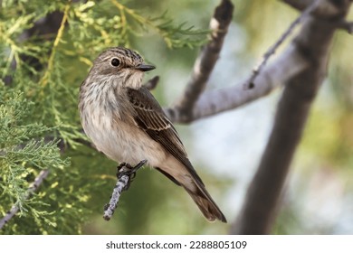 Spotted flycatcher or Muscicapa striata small passerine bird sitting on the branch, close-up portrait, green background.