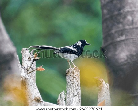 spotted forktail sitting on tree branch image