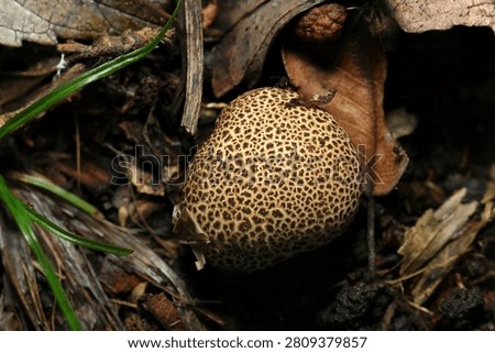 Spotted fruiting body of Scleroderma (false earthstar. Niseshoro) mushroom (Fungus, Mycology ecology macro photo. Japan)
