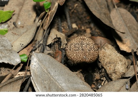 Spotted fruiting body of Scleroderma (false earthstar. Niseshoro) mushroom (Fungus, Mycology ecology macro photo. Japan)