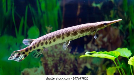 spotted gar care