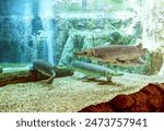 Spotted Gar Fishes Swimming In Aquarium.