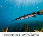 Spotted gar hover above the sea grass and sandy bottom of Rainbow River, Dunnellon, Florida
