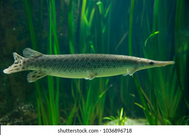  Spotted Gar (Lepisosteus Oculatus)