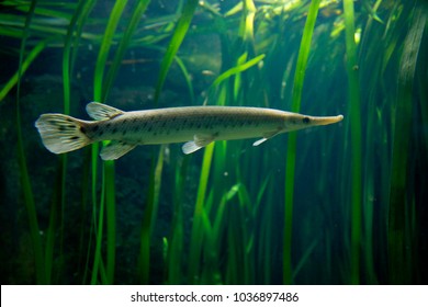 Spotted Gar (Lepisosteus Oculatus)