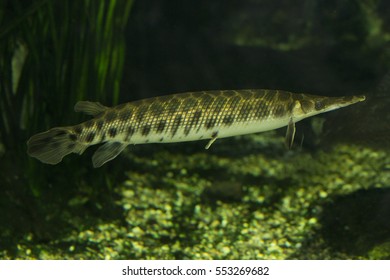 Spotted Gar (Lepisosteus Oculatus).