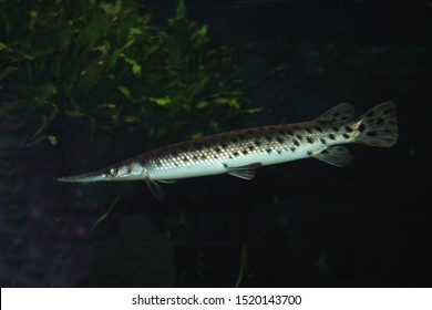 88 Lepisosteus oculatus Images, Stock Photos & Vectors | Shutterstock