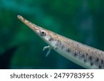 Spotted gar (Lepisosteus oculatus) fish swimming underwater in an aquarium