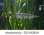 Spotted gar (Lepisosteus oculatus). Freshwater fish.