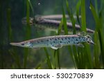 Spotted gar (Lepisosteus oculatus). Freshwater fish.