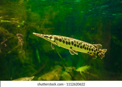 Spotted Gar Lepisosteus Oculatus Freshwater Fish Stock Photo 1112620622 ...