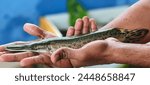 The spotted gar (Lepisosteus oculatus) is a primitive freshwater fish native to North America. It has a long, cylindrical body, an elongated mouth, and many dark spots on its head, fins, and body.