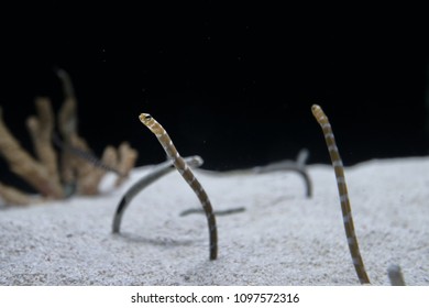 Spotted Garden Eel