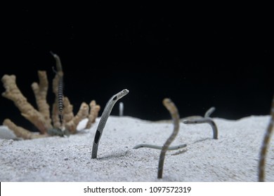 Spotted Garden Eel