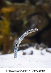 Spotted Garden Eel