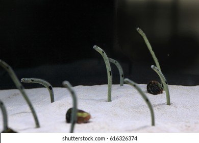 Spotted Garden Eel