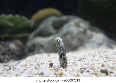 Spotted Garden Eel