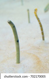 Spotted Garden Eel