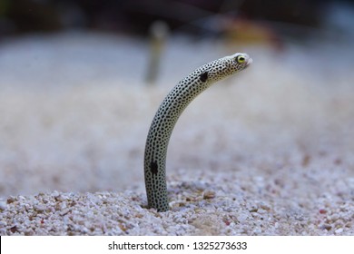 Spotted garden eel (Heteroconger hassi).