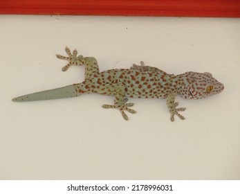 A Spotted Gecko Was Climbing Up The Wall