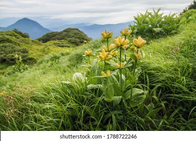 Spotted gentian (Gentiana punctata) blooming in Carpathian mountains. Medicinal plant.