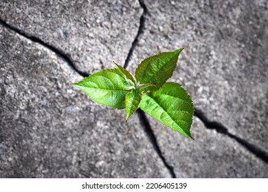 spotted grainy blurred unfocused Small tree sprouted from the rock, new life, hope, resilience, green plant growing in stone - Shutterstock ID 2206405139