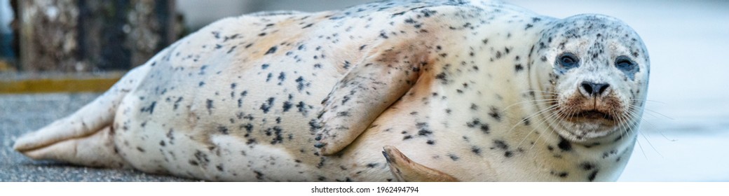 Spotted Harbor Seal Resting On Dock