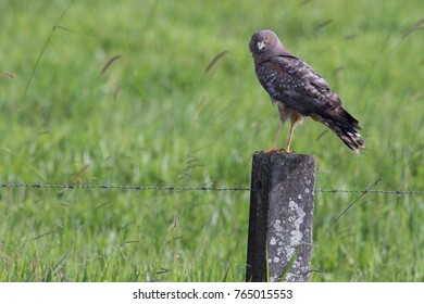 Spotted Harrier (Circus Assimilis) Perched On A Barbed Wire Fence In Farmland. Atherton, Queensland, Australia.