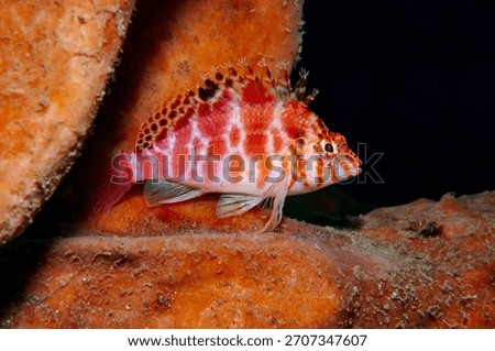 Spotted hawkfish resting on a sponge in Lembeh, Indonesia coral reef habitat