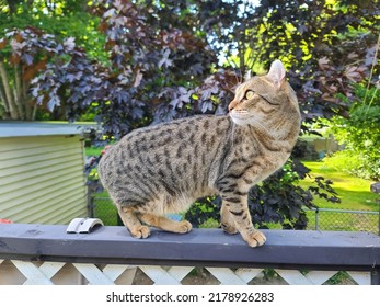 A Spotted Highland Lynx Cat Standing On A Porch Railing.