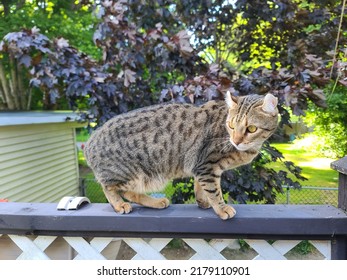 A Spotted Highland Lynx Cat Standing On A Porch Railing.