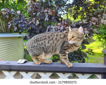 A Spotted Highland Lynx Cat Standing On A Porch Railing.