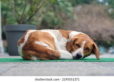 A spotted homeless dog lies on carpet at the street. Sterilized and chipped dogs.
