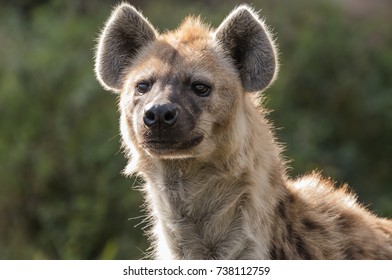 Spotted Hyena