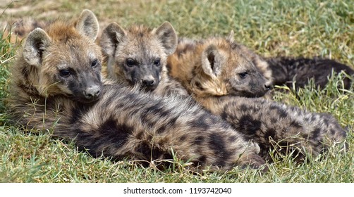 Spotted Hyena Clan