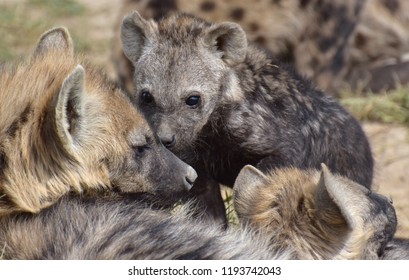 Spotted Hyena Clan