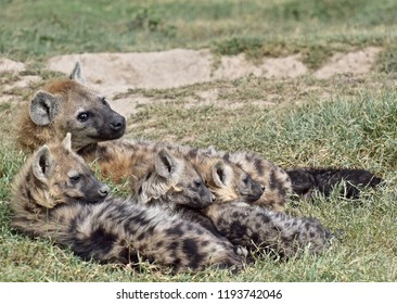 Spotted Hyena Clan