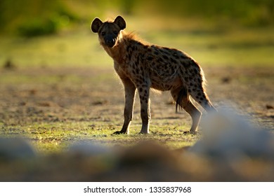 Spotted hyena, Crocuta crocuta, angry animal near the water hole, beautiful evening sunset. Animal behaviour from nature, wildlife in Etosha, Namibia, Africa. Hyena in savannah habitat.