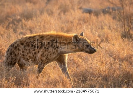 A spotted hyena (Crocuta crocuta) in the early morning, Sabi Sands Game Reserve, South Africa.