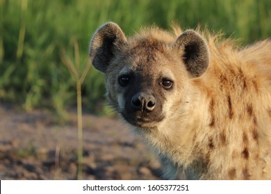 Spotted Hyena (crocuta Crocuta) Face Closeup.