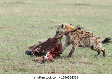 842 Hyena vulture Images, Stock Photos & Vectors | Shutterstock