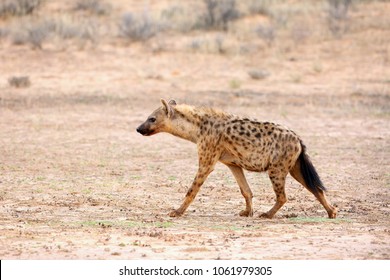 The spotted hyena (Crocuta crocuta) also known as the laighing hyena in tne desert.