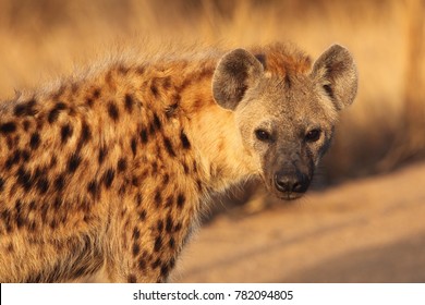 The spotted hyena (Crocuta crocuta) also known as the laighing hyena in tne bush. Hyenas portrait.