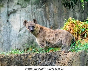 Spotted hyena (Crocuta crocuta), also known as the laughing hyena close up side view animal wildlife.