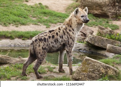 Spotted hyena (Crocuta crocuta), also known as the laughing hyena.
