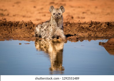 A spotted hyena (Crocuta crocuta), also known as the laughing hyena, cooling off in a water hole. South African wildlife.